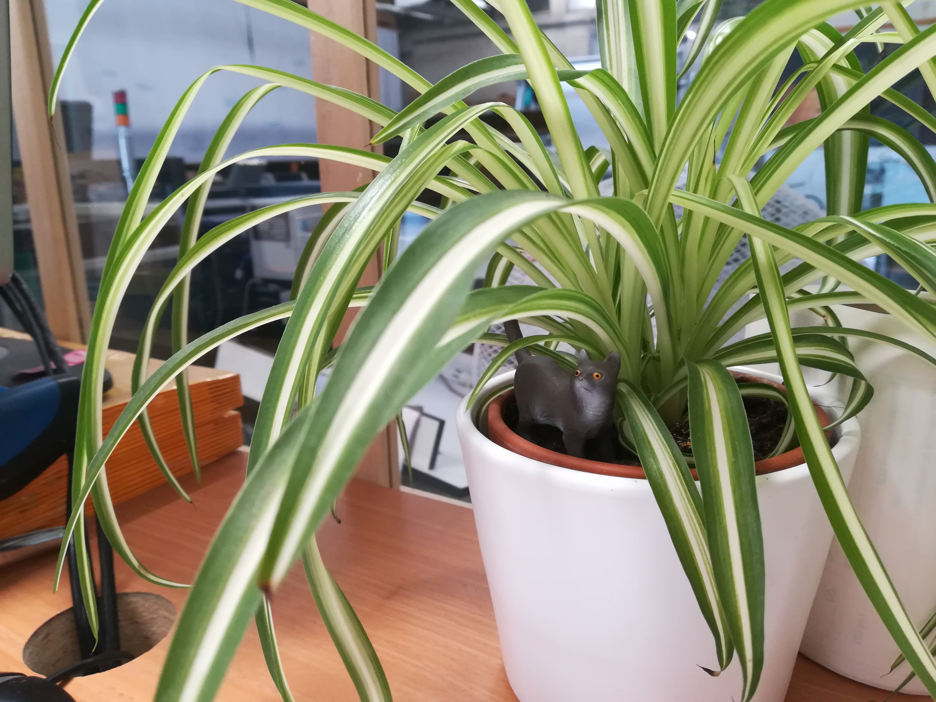 Les plantes au bureau